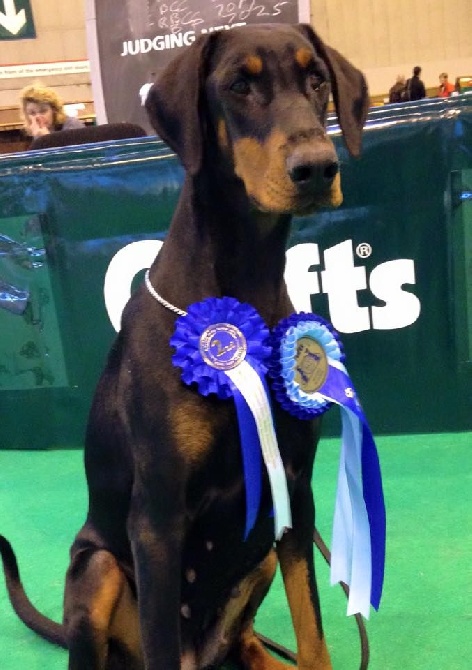 Des Larmes De Feu - CRUFTS